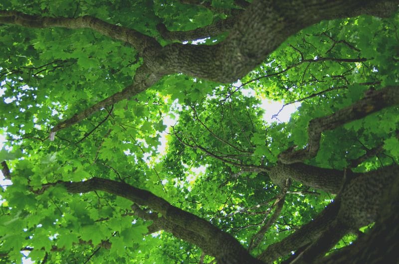 FEATURED PRODUCT: Sugar Maple FEATURED PRODUCT: Sugar Maple